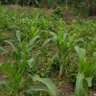 Bulamu Farms's profile picture