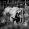 CJoseyPhotography's profile picture