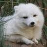 Thefoxdude's profile picture