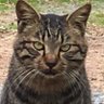 馬猫's profile picture