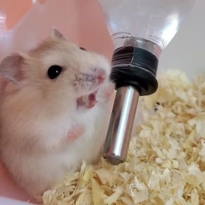 はむ@もっと！はむチラ長屋ch.'s profile picture