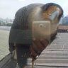 Naka's profile picture