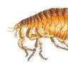 Angry Fleas's profile picture