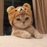 KangenMinggu୧⍤⃝😽 的头像