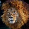 Adroit profil fotoğrafı