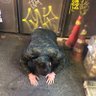 ヒデポン🦬🦬🦬's profile picture