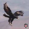 DEDE KARTAL's profile picture