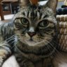 おやぢライダー's profile picture