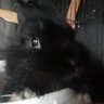 BEPRO MALISTACHFN's profile picture