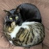 コぉ【猫溺愛🀄】's profile picture