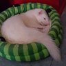 Angelslain's profile picture