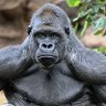 Profilbild von 🦍 Tony Caldwell 🦍