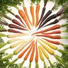 Carrots of many Colours's profile picture