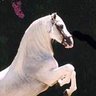 Фото профиля Patrick le cavalier