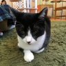 サバ缶's profile picture