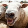 Profilbild von Sheep disrespector