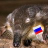 Profilbild von ru_desman Mikhail 🇷🇺