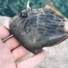 Фото профиля 釣れんばい