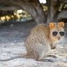 Profilbild von Feral Quokka