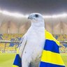 ابوسعود profil fotoğrafı