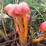 Фото профиля 🍄Fungorum je pastafarijanec!🍉