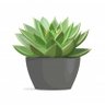 frugal_succulent profil fotoğrafı