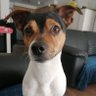 charlie mk4🏴󠁧󠁢󠁳󠁣󠁴󠁿🏴󠁧󠁢󠁷󠁬󠁳󠁿🇬🇧🇱🇺's profile picture