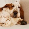 Honosný Basset's profile picture