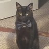 EsportsKitty 的头像