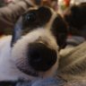 Фото профиля jantid 🐶🐕🦮🐕‍🦺