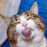 Profilbild von Cheekychops