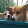 フィン&フロル 的头像