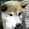 Фото профиля 越前🐕
