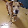らいおんちゃん's profile picture