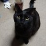 Фото профиля 猫と気まぐれガレージ