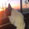 perico profil fotoğrafı