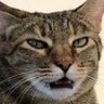 simplerick's profile picture