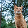 Waffles R Us's profile picture