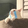 Miss Narwhal~🍉's profile picture
