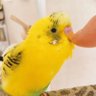 coo's profile picture