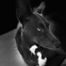 Profilbild von Leo