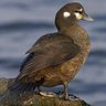 Фото профиля Hoobert Heever