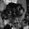 wokeandwoofing's profile picture