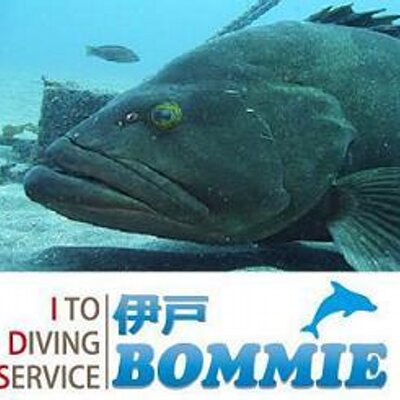IDS_BOMMIE's profile picture