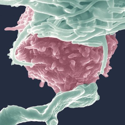 Olivier Schwartz Lab's profile picture