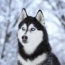 Sexx Dogg profil fotoğrafı