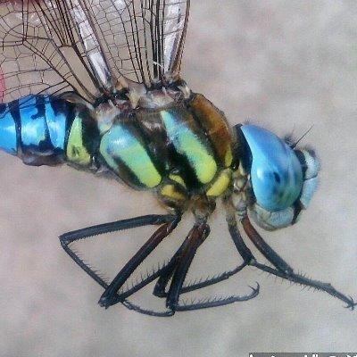 dragonflytombo's profile picture