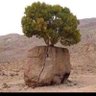 عبداللطيف's profile picture