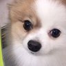 ながっち(犬好き)'s profile picture
