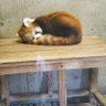 Фото профиля ワンにゃんこ